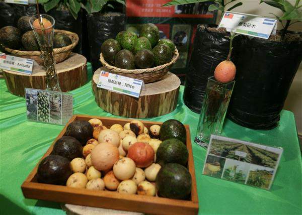 宏國「一鄉鎮一特產」成果展，包括「馬鈴薯健康種薯繁殖計畫」及「酪梨健康種苗繁殖計畫」